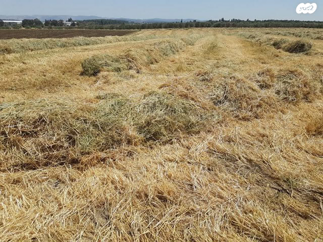 משק חקלאי/ נחלה, משמר איילון