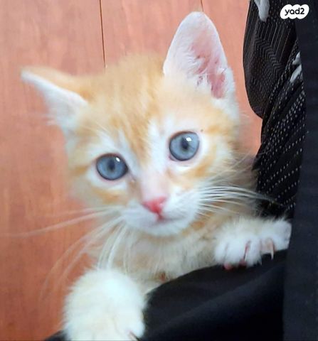 תמונת מודעה - חיות מחמד