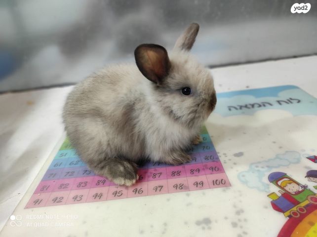 תמונת מודעה - חיות מחמד