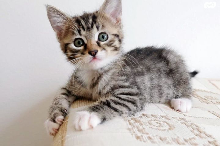 תמונת מודעה - חיות מחמד