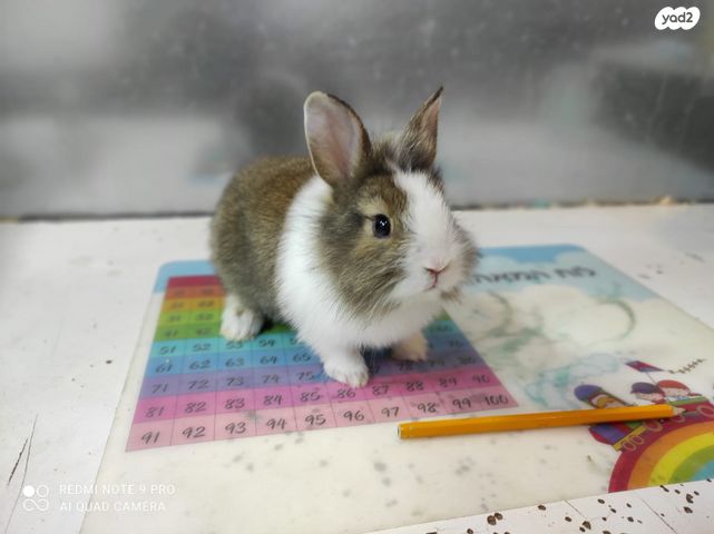 מכרסם ארנב \ שפן