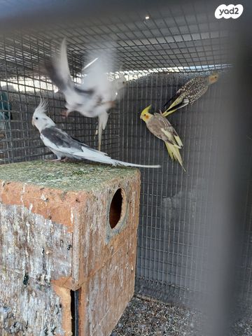 תמונת מודעה - חיות מחמד