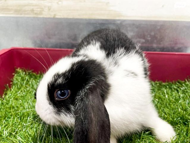 מכרסם ארנב שמוט אוזניים