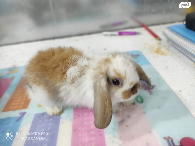 מכרסם ארנב שמוט אוזניים