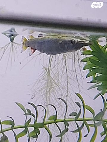 תמונת מודעה - חיות מחמד