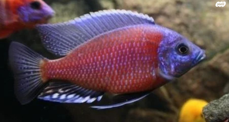 תמונת מודעה - חיות מחמד