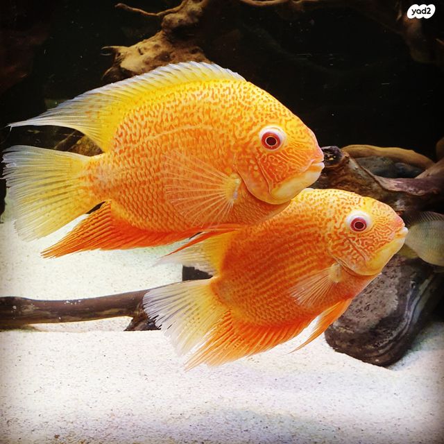 תמונת מודעה - חיות מחמד