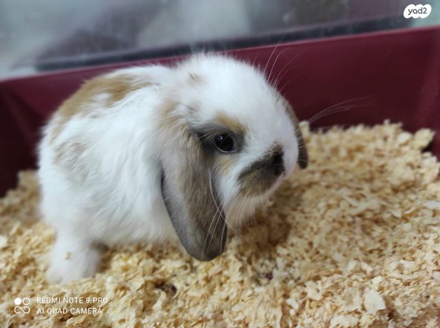 תמונת מודעה - חיות מחמד