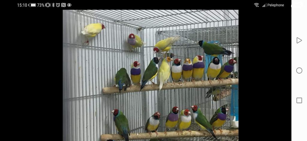 תמונת מודעה - חיות מחמד