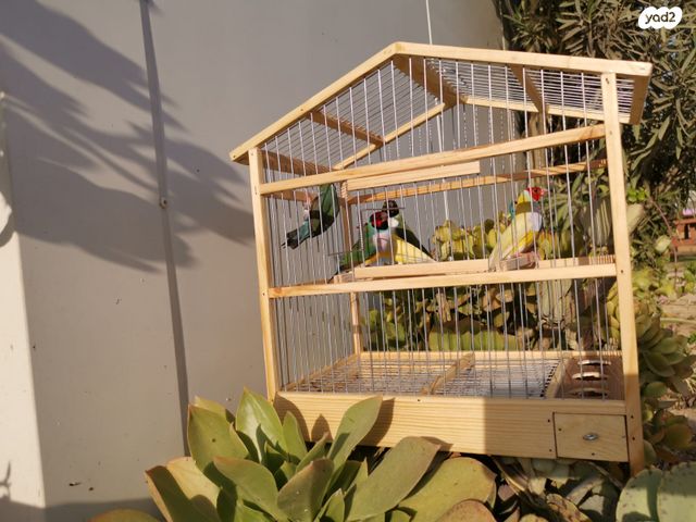 תוכי פינקים