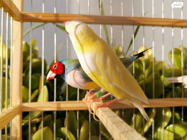 תוכי פינקים