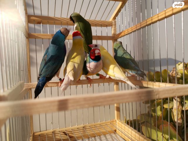 תוכי פינקים