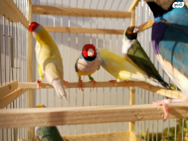 תוכי פינקים