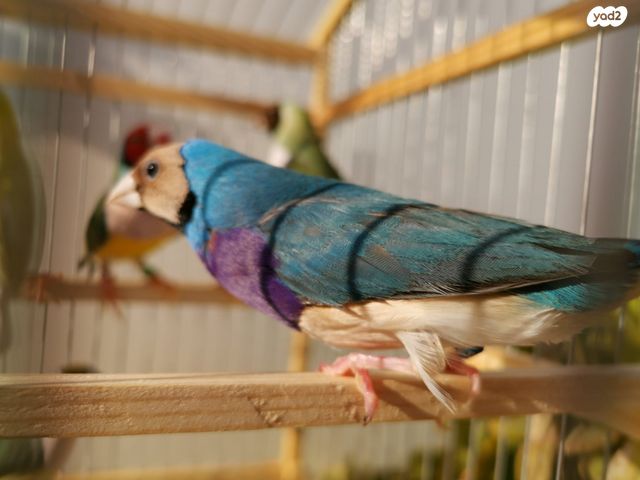 תוכי פינקים