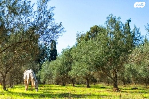 בית פרטי/ קוטג', סביון, סביון