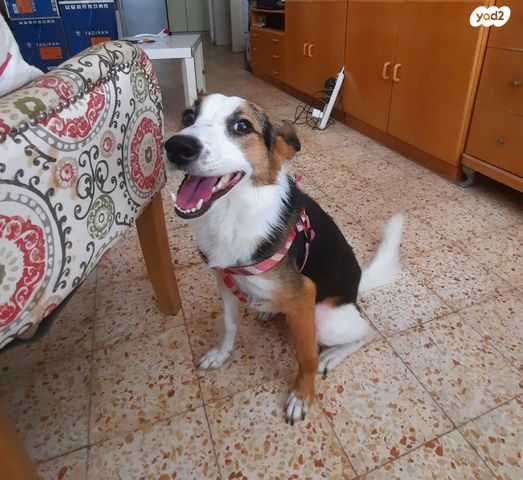 תמונת מודעה - חיות מחמד