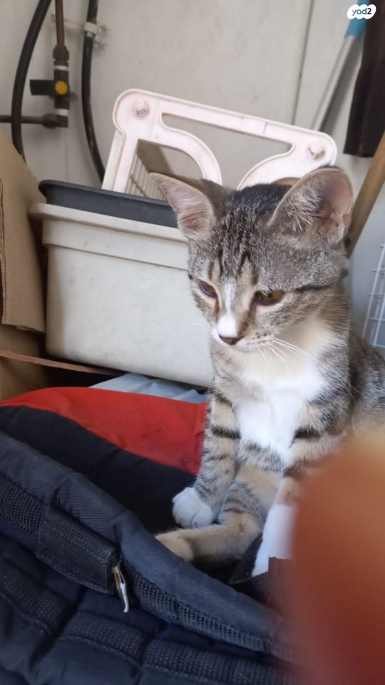 תמונת מודעה - חיות מחמד