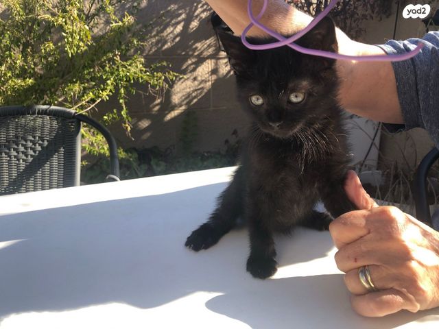 תמונת מודעה - חיות מחמד