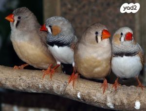 תמונת מודעה - חיות מחמד