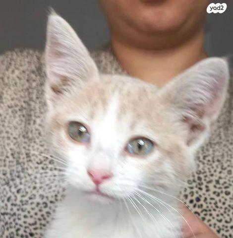 תמונת מודעה - חיות מחמד