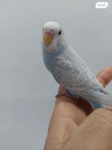 תמונת מודעה - חיות מחמד