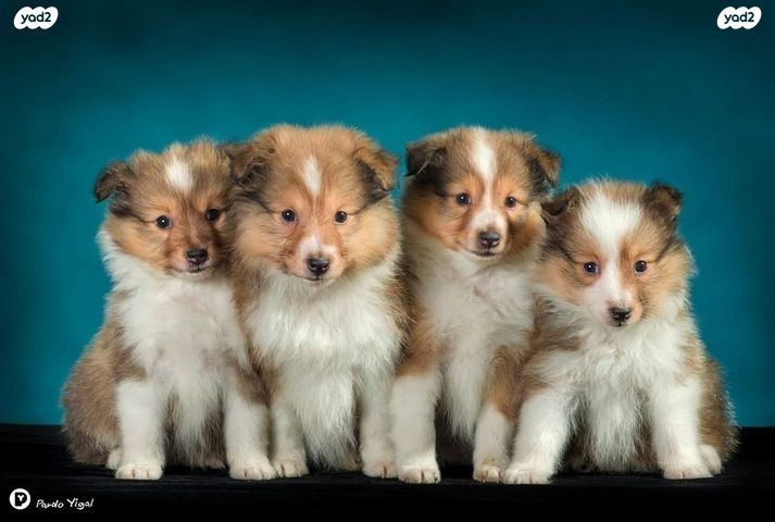 תמונת מודעה - חיות מחמד