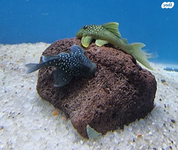 תמונת מודעה - חיות מחמד