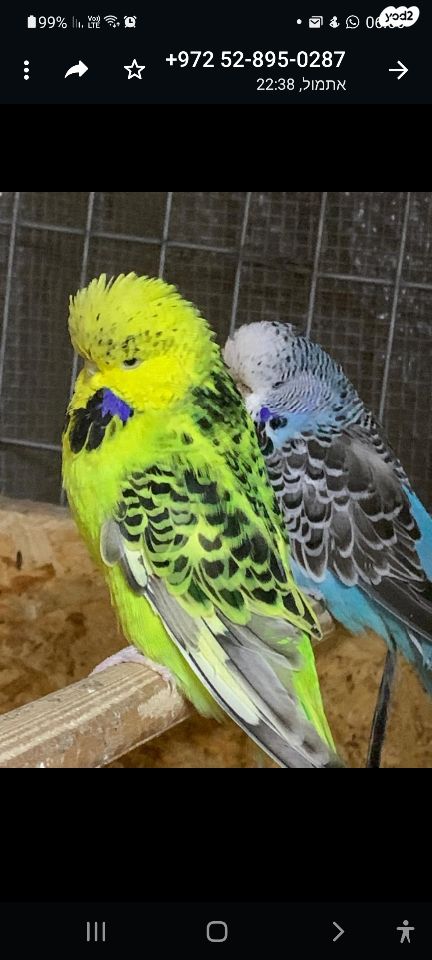 תמונת מודעה - חיות מחמד