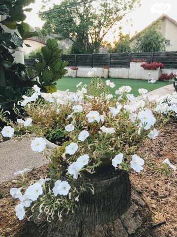 בית פרטי/ קוטג', אורנית