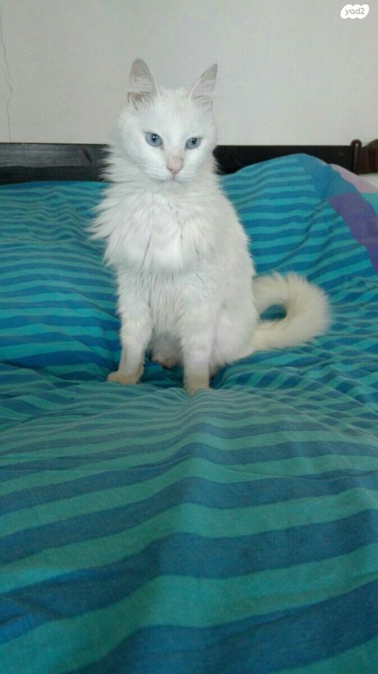 תמונת מודעה - חיות מחמד