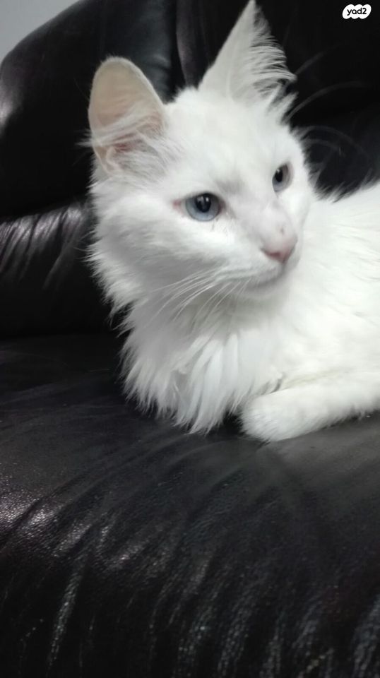 חתול אנגורה