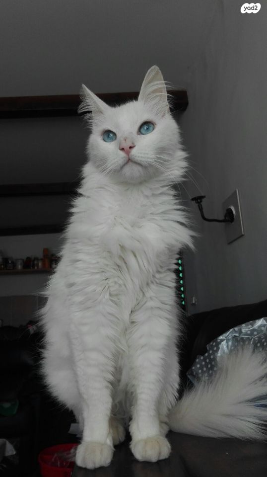 חתול אנגורה