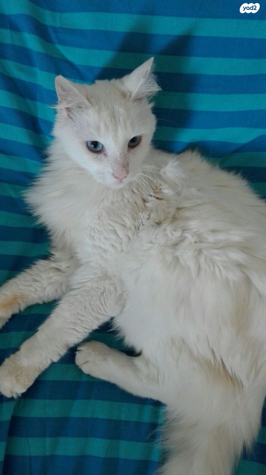 חתול אנגורה