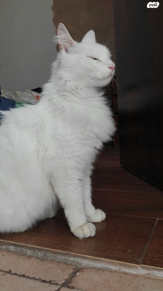 חתול אנגורה