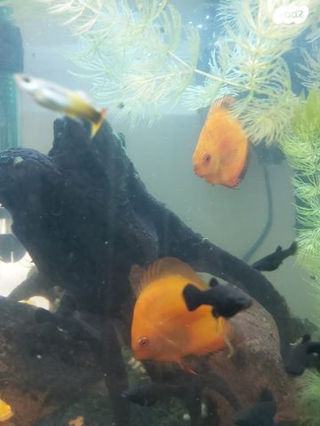 תמונת מודעה - חיות מחמד