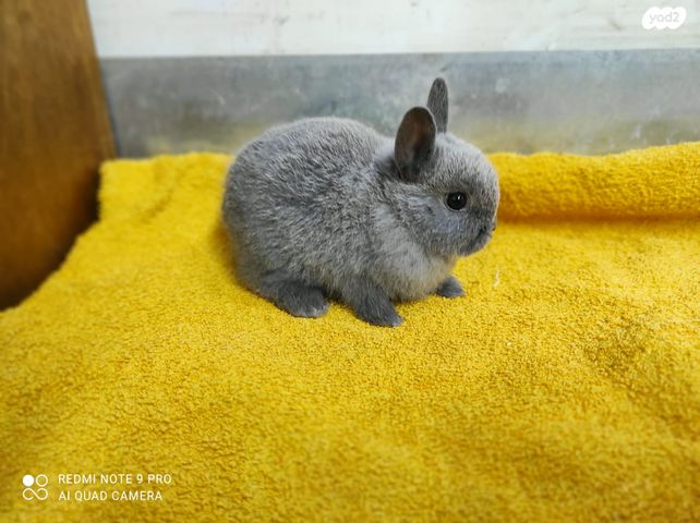 מכרסם ארנב \ שפן