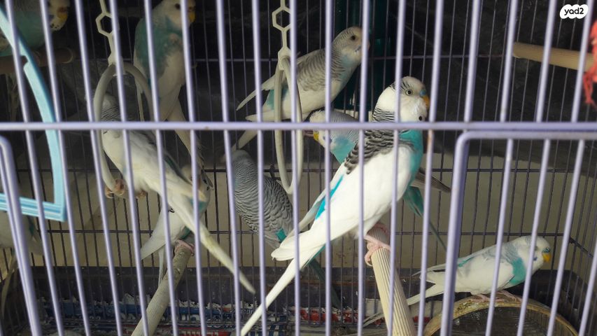 תמונת מודעה - חיות מחמד