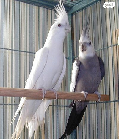 תמונת מודעה - חיות מחמד