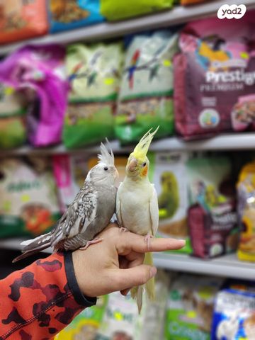 תמונת מודעה - חיות מחמד