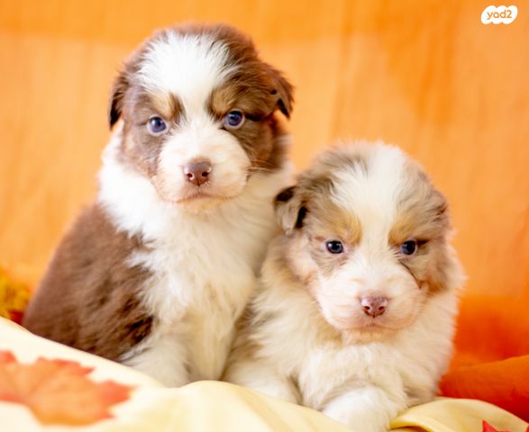 תמונת מודעה - חיות מחמד