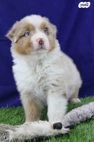 כלב רועים אוסטרלי