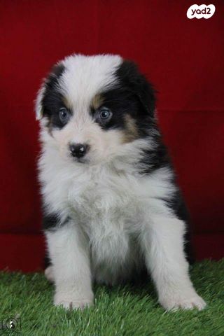 כלב רועים אוסטרלי