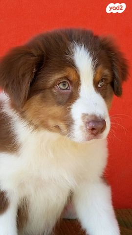 כלב רועים אוסטרלי