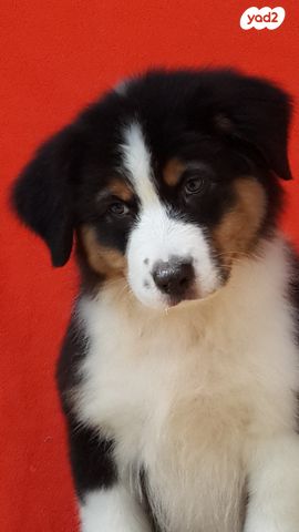 כלב רועים אוסטרלי