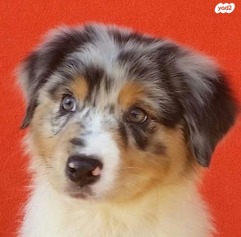 כלב רועים אוסטרלי