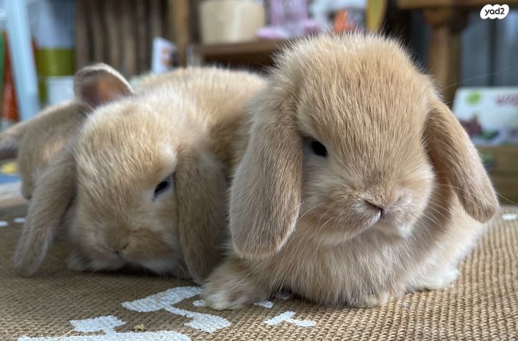 מכרסם ארנב שמוט אוזניים