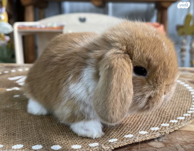 מכרסם ארנב שמוט אוזניים