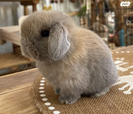 מכרסם ארנב שמוט אוזניים