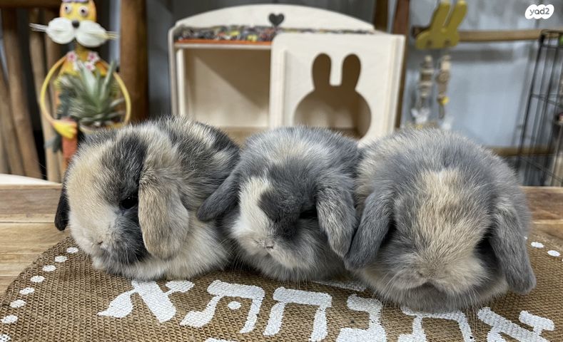 מכרסם ארנב שמוט אוזניים