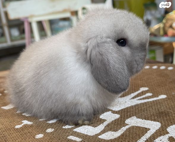 מכרסם ארנב שמוט אוזניים